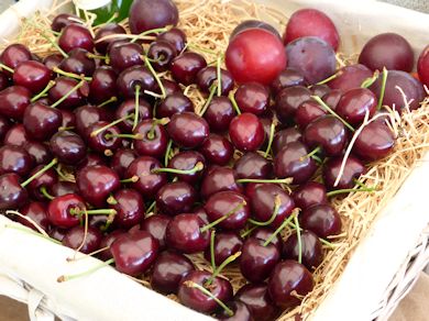 This new Cherry variety - as yet unnamed - is very tasty