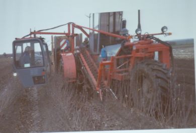 Lifting root-stocks with machinery