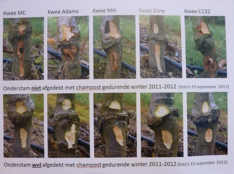 Comparison pictures of low temperature damage between root-stocks Comparison pictures of low temperature damage between root-stocks