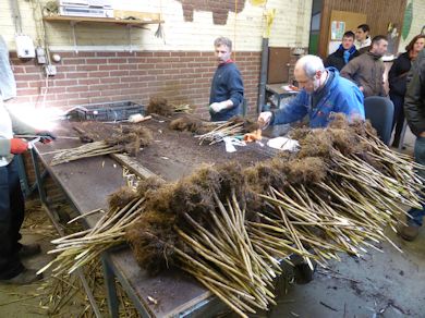 Root-stocks are cut to the required length Root-stocks are cut to the required length