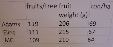 Performance data for Quince C, Quince Adams and Quince Eline Performance data for Quince C, Quince Adams and Quince Eline