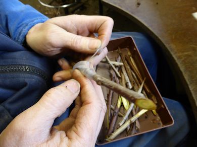 The bench grafter selects scion wood that matches the rootstock and ties it into place