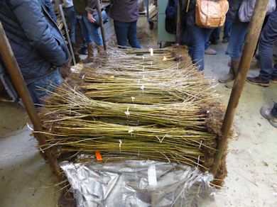 Incoming Root-stocks ready for preparation