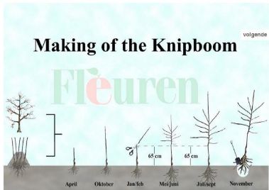 Knipboom trees - how they are made