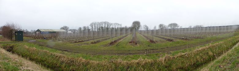 Panoramic picture of young Cherry trees Panoramic picture of young Cherry trees