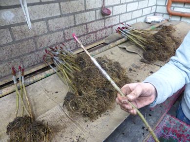 The newly bench grafted tree is dipped in wax to avoid drying out