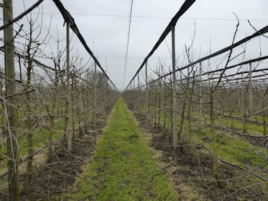 Cherries grown by Rob Jannsen uncovered during winter
