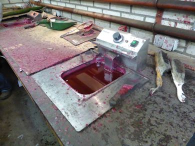 The new graft is dipped in wax to avoid the head drying out The new graft is dipped in wax to avoid the head drying out