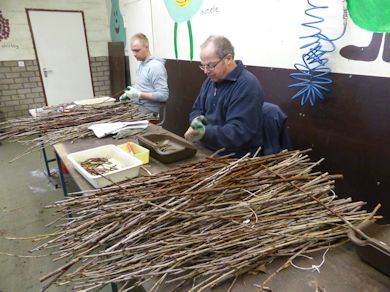 The next stage requires selecting grafts (small lengths of scion wood)