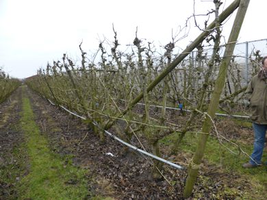 Rob Jannsen grows Conference Pears on a Vee system