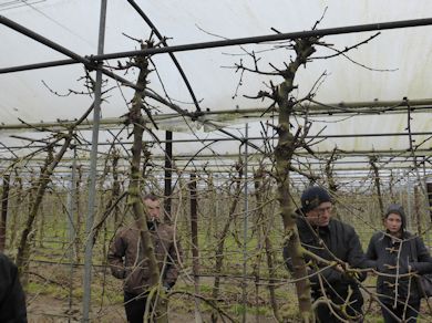 Containing Cherry trees under the permanent Tunnels requires control of the tops