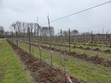 Young Cherry trees Young Cherry trees