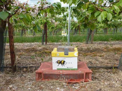 Bumble Bee hives in the tunnels at Bekesbourne Farm