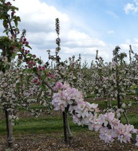 This Braeburn branch demonstrates the blossom development on one year wood (left) and 2 year wood (right)