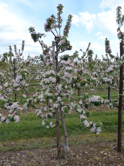 Braeburn in full bloom in East Kent
