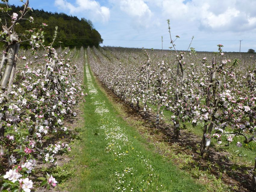 Bramley at Chartham in East Kent