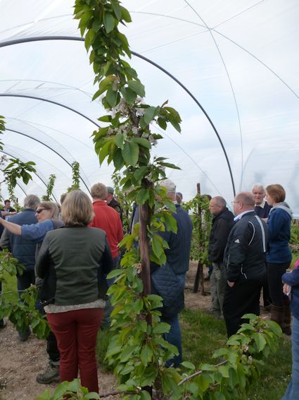 Penny with the leader 'twisted' to improve fruiting side shoots