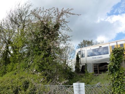 A seedling Apple tree beside the Canterbury to London train line.