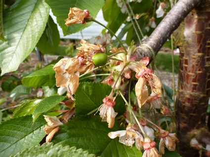 The first sign of cherries setting on this tree under tunnels.