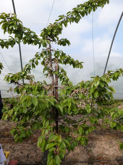 A cherry tree in its 5th leaf in the tunnels at Bekesbourne Farm