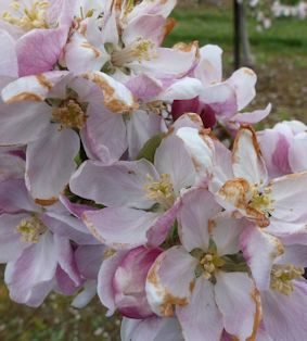 Scorched petals