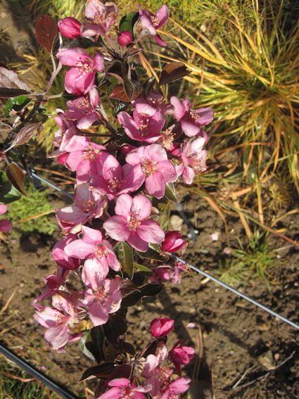 Red Love Apples planted at East Malling in 2012 in full bloom