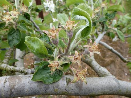 Egremont Russet showing early signs of fruit set