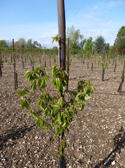 This tree is in its 2nd leaf (2nd year in the orchard) and not subject to twisting