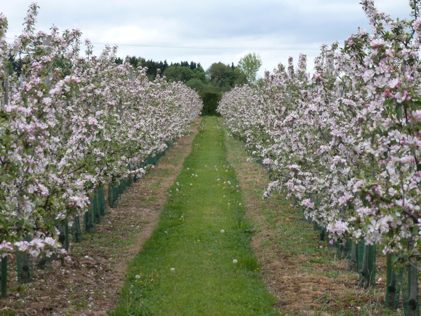 Jazz blossom is as beautiful as the apple itself