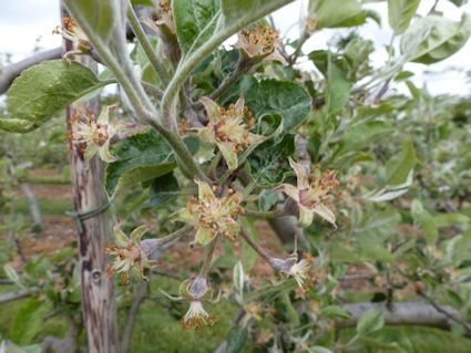 Suffolk Pink showing signs of fruit set