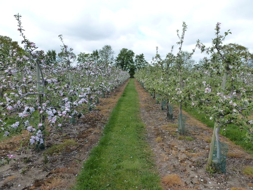 Winter Wonder and Egremont Russet