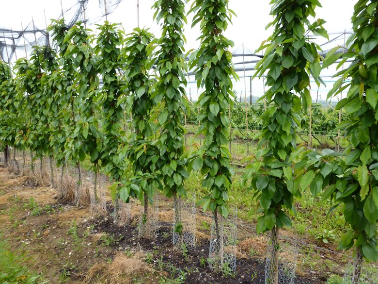 Intensive 'columnar like Cherries'