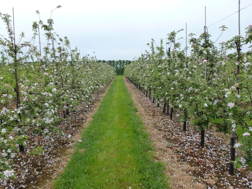 In the fruitwall trials a Cox pruned in standard format (left) is compared with a Cox fruitwall (right)