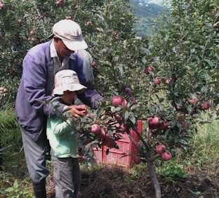 Lakshman showing his young Grandson how to pick Apples