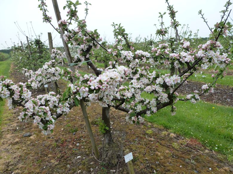 Hommet of French origin is a naturally late flowering variety, and this year later than normal