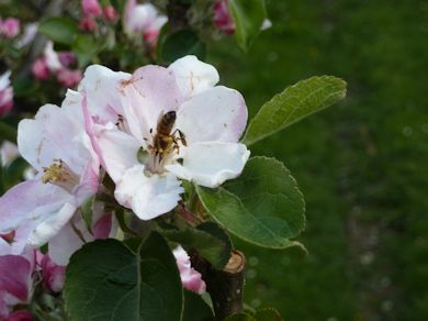 A very busy bee at work in an orchard in East Sussex