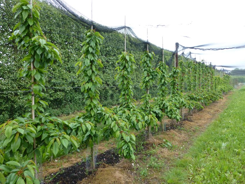 In the Cherry trials, this table top format looks superb