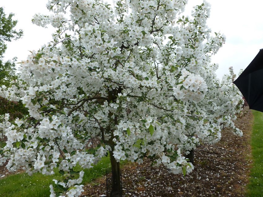 This Malus - Hupehensis very late flowering and caught our eye!