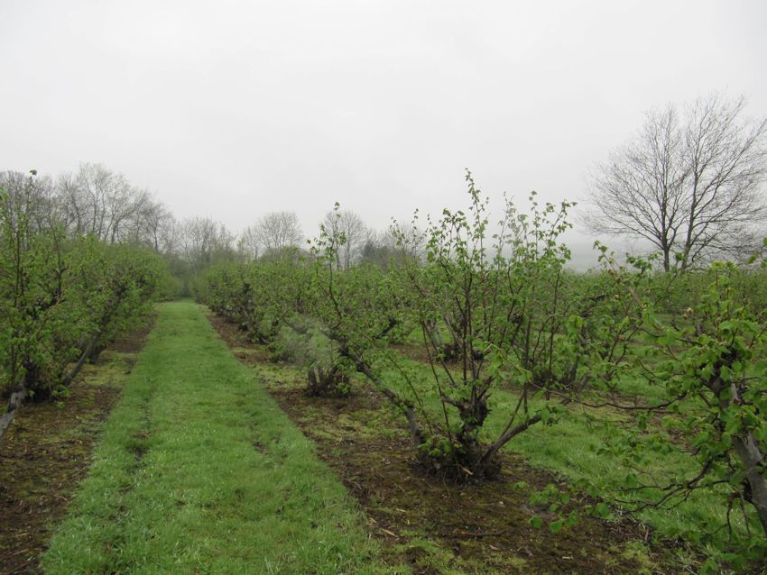 Kent Cobnuts are part of the Mitchell farming history