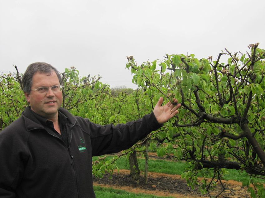 Conference Pears at Sheet Hill Farm