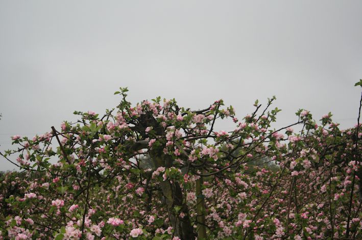 In spite of fantastic Bramley blossom, yields were below par in 2012