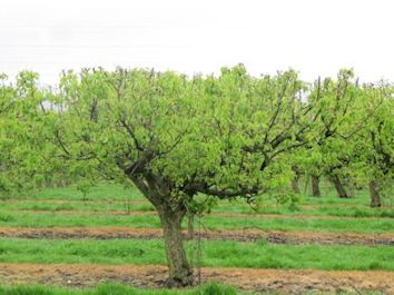 Robert has used a mechanical pruner to control the Conference Pears