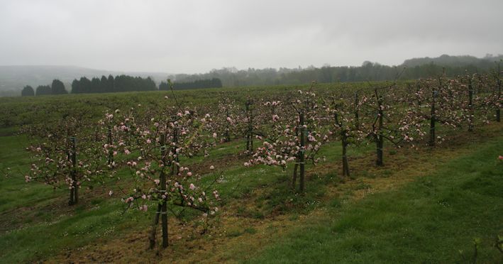 This 6 year old Bramley orchard is a superb example of uniform tree shape