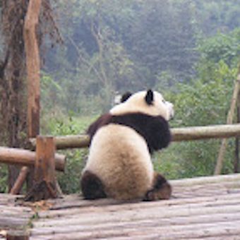 Stephen Ware's Scholarship report is an excellent overview of Global apple production - even this Panda Ponders over the report