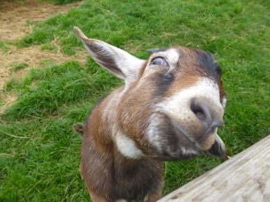 In the face of wet weather, this little Goat managed to maintain a smile..