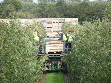 Motorised platform are the modern way to pick the tops of trees