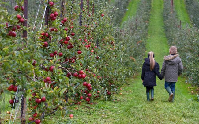 Walking in a commercial Gala orchard at picking time was a unique opportunity
