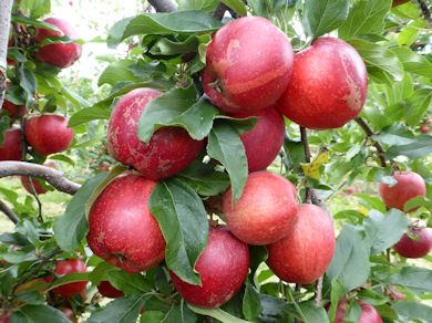 Gala Schniga in the BIFGA 21 Trial Orchard at Hadlow College