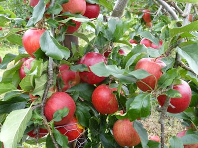 Jugala in the BIFGA 21 Trial Orchard at Hadlow College