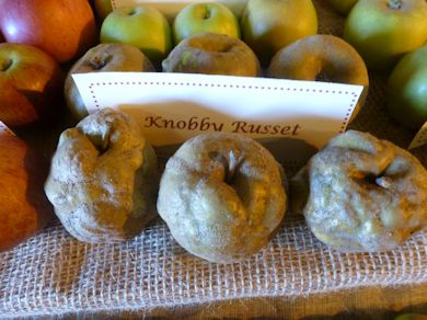 Knobbly Russet